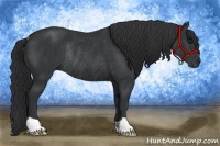 Horse Color:Black Rabicano 