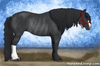 Horse Color:Black Rabicano