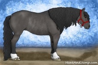 Horse Color:Black Rabicano
