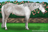 Horse Color:Gray White Spotted Chestnut 