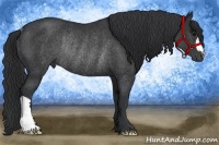 Horse Color:Black Rabicano