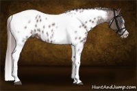 Horse Color:Chocolate Smoky Blue Roan Splash Tobiano Frame Appaloosa 