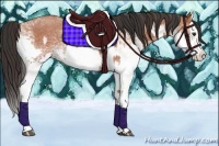 Horse Color:White Spotted Bay Roan Splash  and White Spotted Bay Roan Splash 