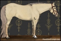 Horse Color:Chocolate Palomino Dun Appaloosa 