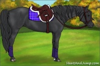 Horse Color:Black  and Black 