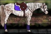 Horse Color:Chestnut  and Chestnut Blanket 