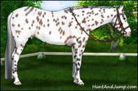 Horse Color:Bay Roan Frame Appaloosa 