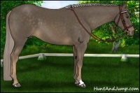 Horse Color:Chocolate Palomino 