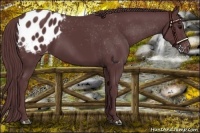 Horse Color:Chocolate Black Appaloosa 