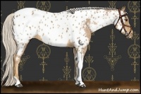 Horse Color:Palomino Tobiano Near Leopard 