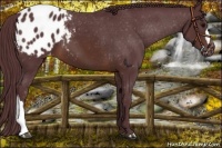 Horse Color:Chocolate Brown Appaloosa 