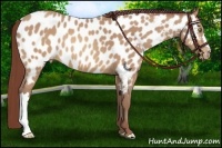 Horse Color:Chocolate Sable Champagne Near Leopard 