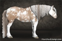 Horse Color:Black Pearl Sabino Rabicano 