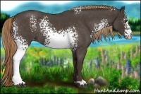 Horse Color:White Spotted Liver Red Roan Appaloosa Rabicano