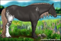 Horse Color:White Spotted Liver Chestnut Sabino Appaloosa Rabicano
