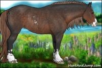 Horse Color:Liver Chestnut Sabino Appaloosa Rabicano