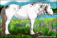 Horse Color:White Spotted Liver Chestnut Ice 