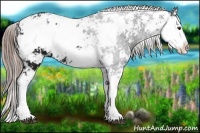 Horse Color:Liver Chestnut Ice Sabino Rabicano