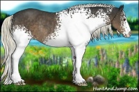 Horse Color:White Spotted Liver Chestnut Rabicano 