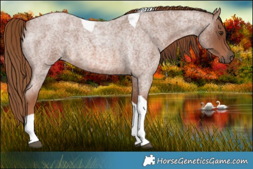 Horse Color:Red Roan Tobiano