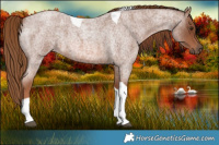 Horse Color:Red Roan Tobiano 