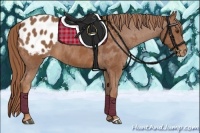 Horse Color:Chestnut Blanket 