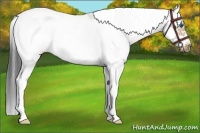 Horse Color:Brown Sabino Splash Frame Rabicano 