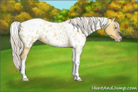 Horse Color:Gray Silver Amber Cream Champagne Roan Dun Splash Tobiano Frame Near Leopard Rabicano 