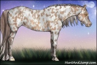 Horse Color:Amber Champagne Appaloosa  and Amber Champagne Frame Appaloosa 