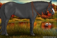 Horse Color:Smoky Black