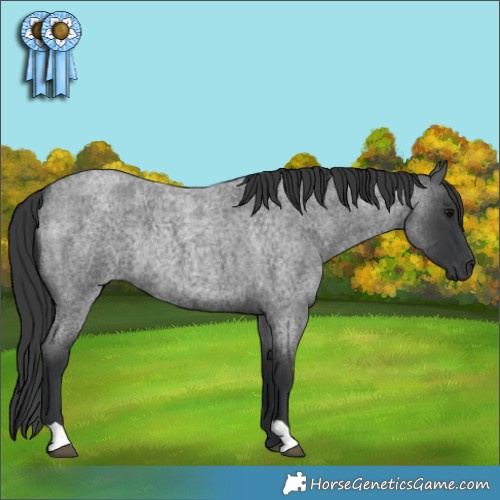 Horse Color:Blue Roan Rabicano
