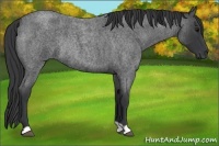 Horse Color:Blue Roan Rabicano 