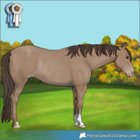 Horse Color:Classic Champagne Rabicano
