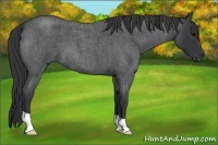 Horse Color:Blue Roan