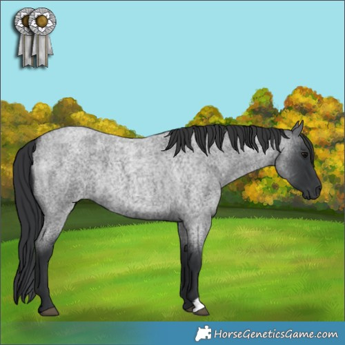 Horse Color:Blue Roan