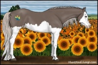 Horse Color:Silver Black Splash 