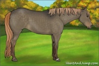 Horse Color:Liver Red Dun 