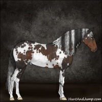 Horse Color:White Spotted Liver Chestnut