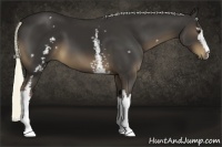 Horse Color:White Spotted Liver Chestnut