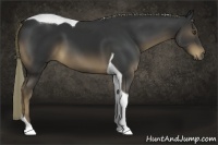 Horse Color:Liver Chestnut Tobiano