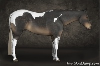 Horse Color:Liver Chestnut Tobiano