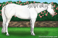 Horse Color:Gray Silver Amber Cream Champagne Roan Dun Splash Tobiano Frame Appaloosa Rabicano