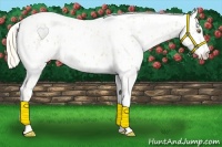 Horse Color:Palomino Appaloosa and Palomino Appaloosa