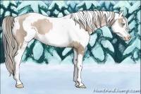 Horse Color:White Spotted Chocolate Palomino Pearl  and Brown Sabino 