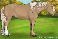 Horse Color:Palomino 
