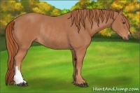 Horse Color:Chestnut Rabicano