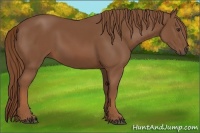 Horse Color:Chestnut Rabicano 