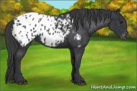 Horse Color:Black Appaloosa 