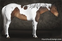 Horse Color:Liver Chestnut Tobiano 