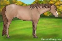 Horse Color:Bay Pearl 